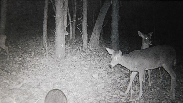 1059 SW 1301 Road, Holden, MO 64040