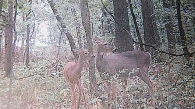 1059 SW 1301 Road, Holden, MO 64040