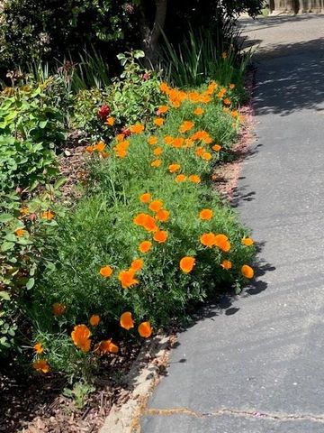 3710 Orchard Ln, Sacramento, CA 95821