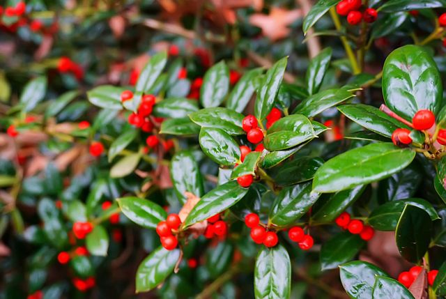 235 Knightsbridge Drive, North Charleston, SC 29418