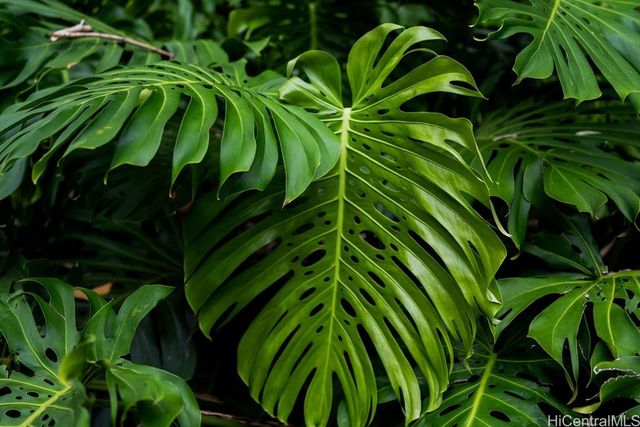 3242 Pelekane Drive, Honolulu, HI 96817