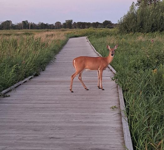 3361 120th Circle NE, Blaine, MN 55449