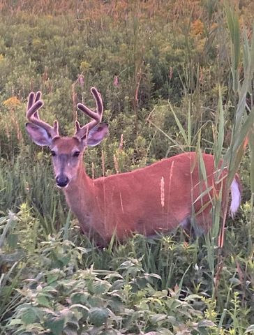 3361 120th Circle NE, Blaine, MN 55449