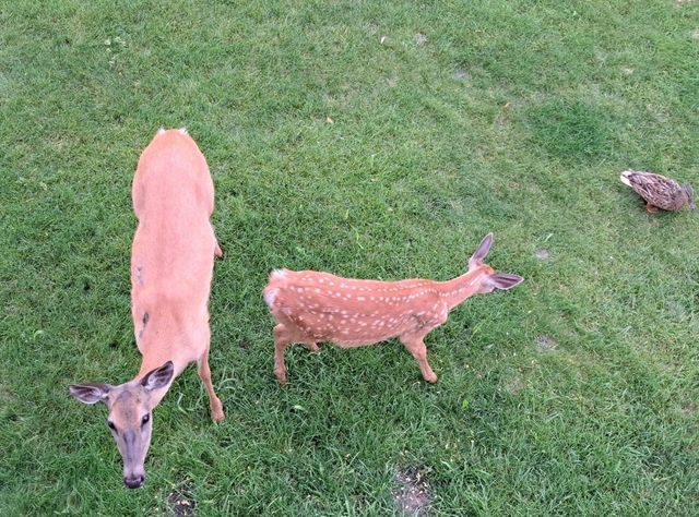 3361 120th Circle NE, Blaine, MN 55449