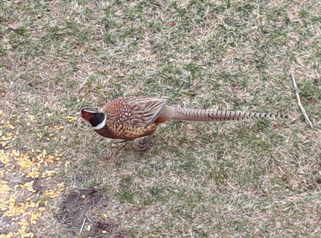 3361 120th Circle NE, Blaine, MN 55449