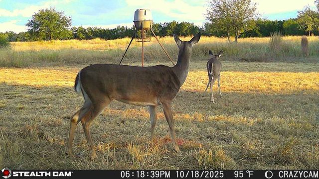 23651 Wolfridge RD, Killeen, TX 76549