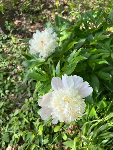 811 Heatherton DR, Covington, VA 24426