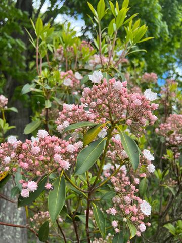 811 Heatherton DR, Covington, VA 24426