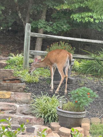 811 Heatherton DR, Covington, VA 24426