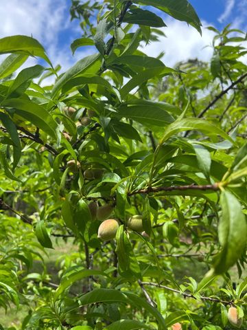 811 Heatherton DR, Covington, VA 24426