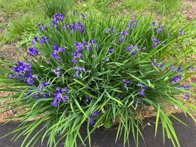 811 Heatherton DR, Covington, VA 24426