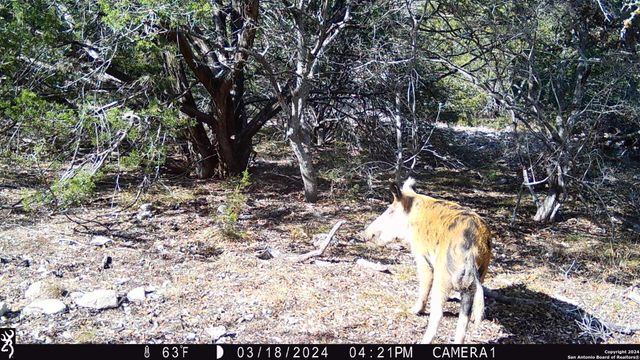 TBD Red Bluff Creek, Rocksprings, TX 78880