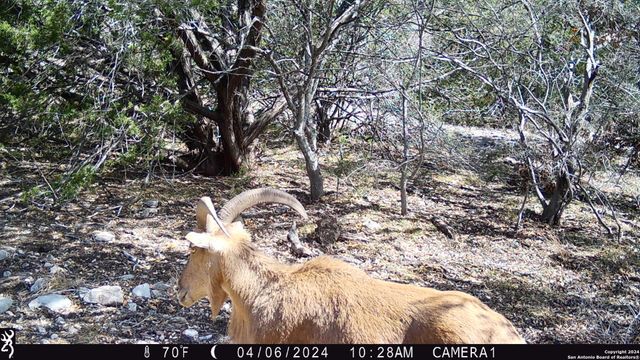 TBD Red Bluff Creek, Rocksprings, TX 78880