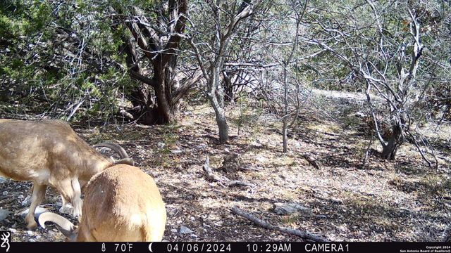 TBD Red Bluff Creek, Rocksprings, TX 78880