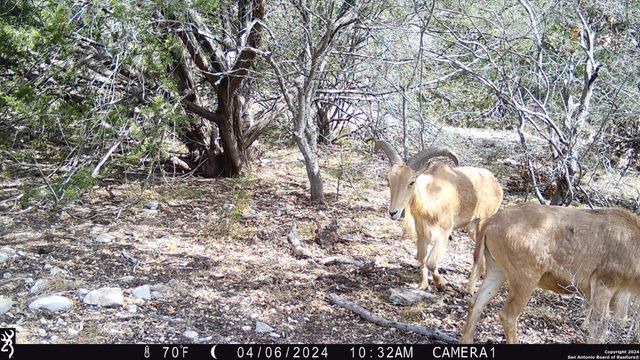 TBD Red Bluff Creek, Rocksprings, TX 78880