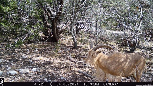 TBD Red Bluff Creek, Rocksprings, TX 78880