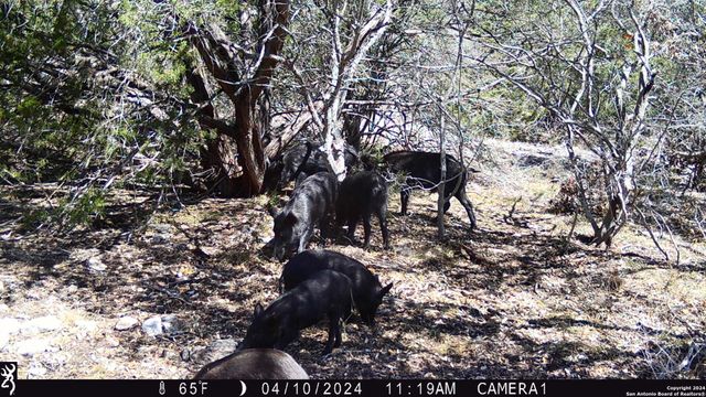 TBD Red Bluff Creek, Rocksprings, TX 78880