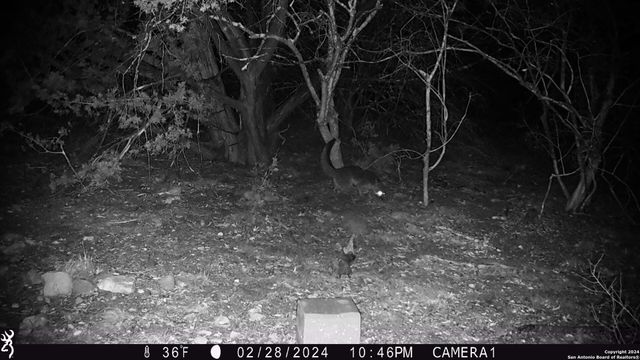 TBD Red Bluff Creek, Rocksprings, TX 78880