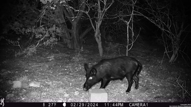 TBD Red Bluff Creek, Rocksprings, TX 78880