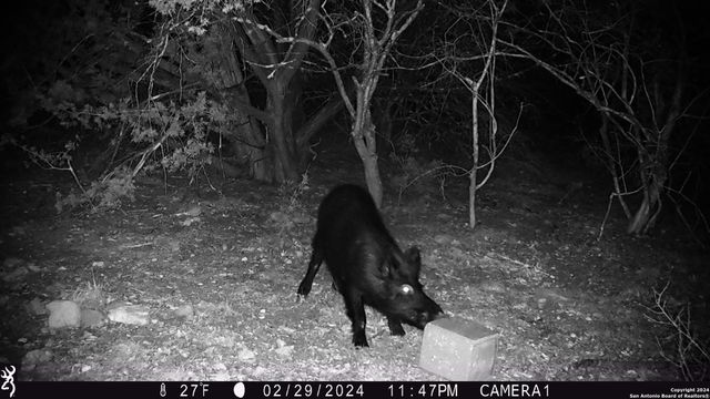 TBD Red Bluff Creek, Rocksprings, TX 78880