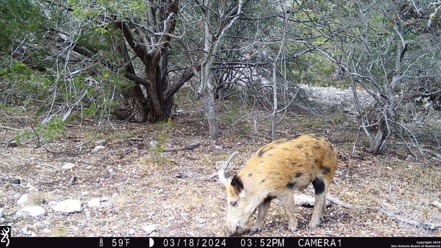 TBD Red Bluff Creek, Rocksprings, TX 78880