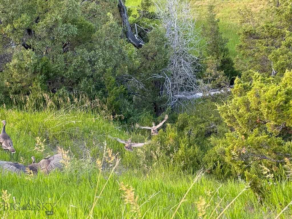 659 Deadmans Canyon Road, Big Timber, MT 59069 photo 16