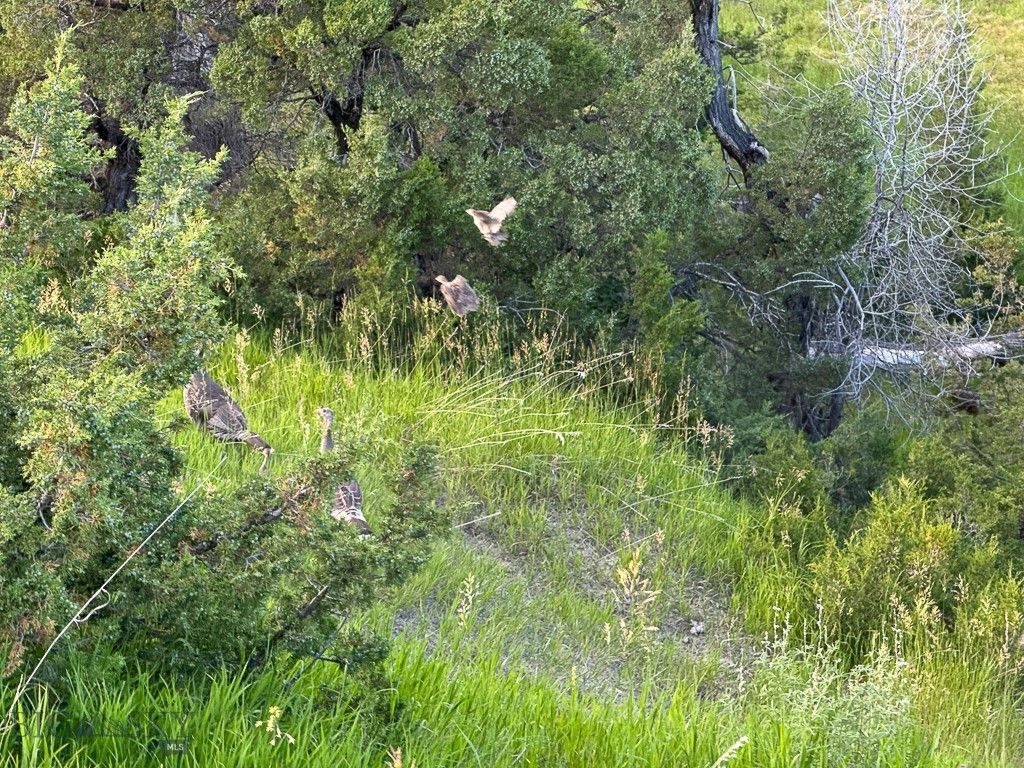 659 Deadmans Canyon Road, Big Timber, MT 59069 photo 17