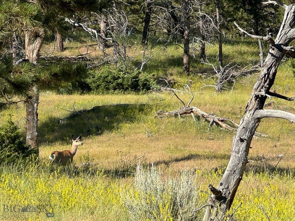 659 Deadmans Canyon Road, Big Timber, MT 59069 photo 19