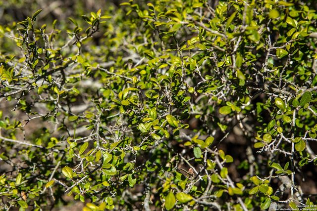 10935 Fm 470, Tarpley, TX 78883