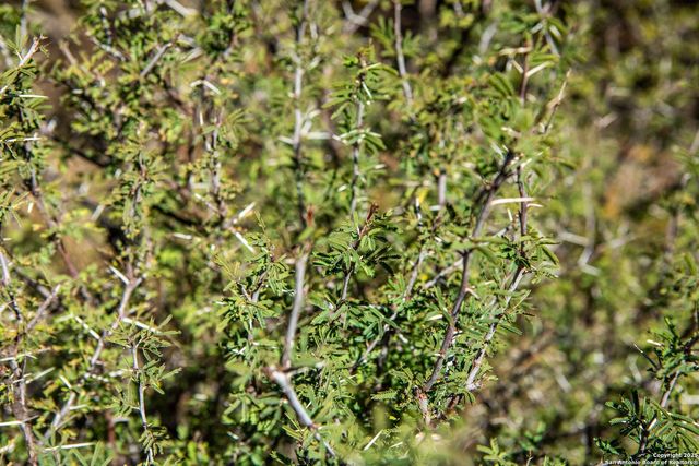 10935 Fm 470, Tarpley, TX 78883