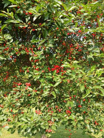 6487 N Farm Road 171, Springfield, MO 65803