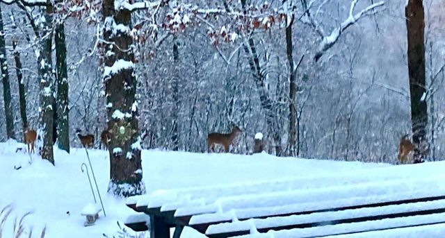 6487 N Farm Road 171, Springfield, MO 65803