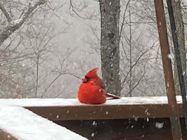 6487 N Farm Road 171, Springfield, MO 65803