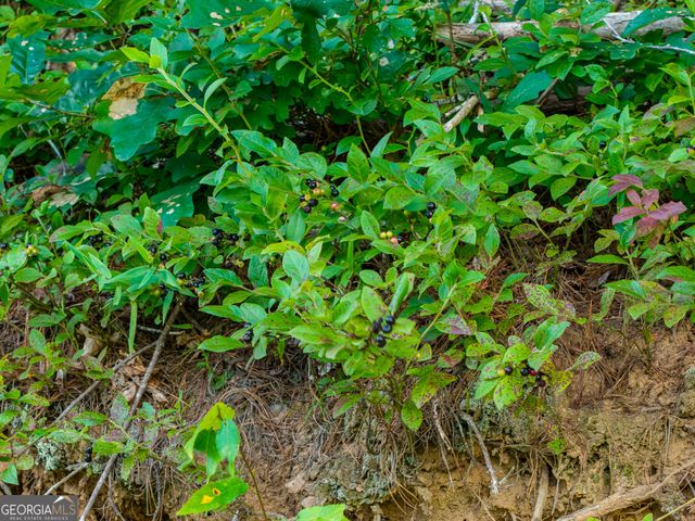 0 White Pine Road, Mccaysville, GA 30555