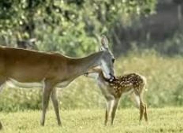 000 Turning Bayou Trail, Angleton, TX 77515