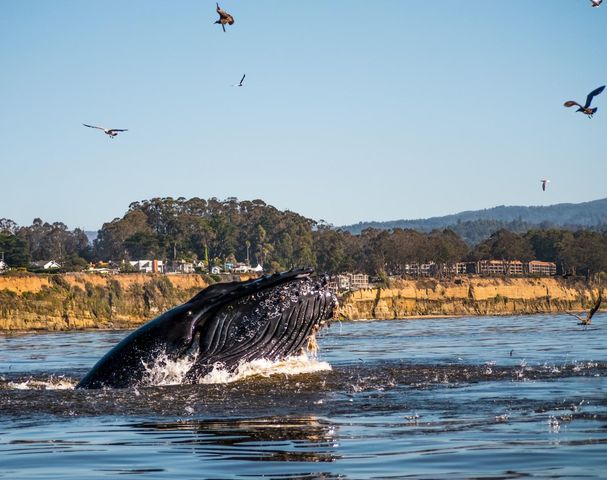 850 Park Avenue 5C, Capitola, CA 95010