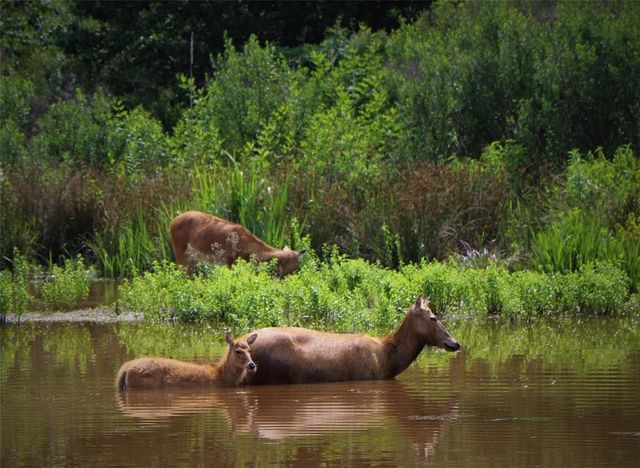 Lot 401 Mallard Way, Larue, TX 75770