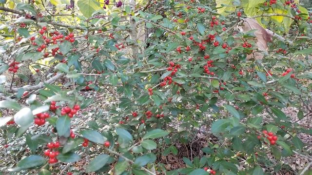 Lot 401 Mallard Way, Larue, TX 75770