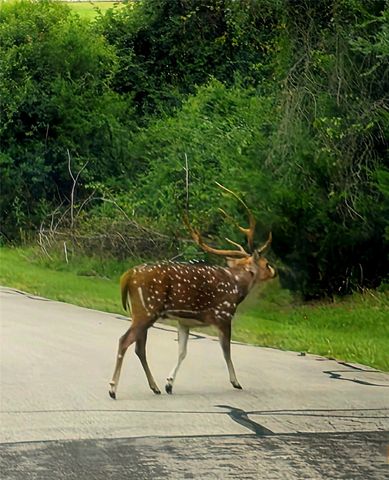 Lot 401 Mallard Way, Larue, TX 75770