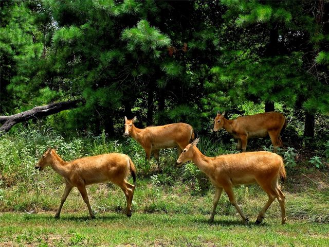 Lot 401 Mallard Way, Larue, TX 75770