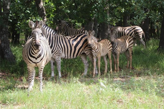 Lot 401 Mallard Way, Larue, TX 75770