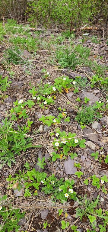 NHN Copper Ridge Road, Florence, MT 59833 photo 11