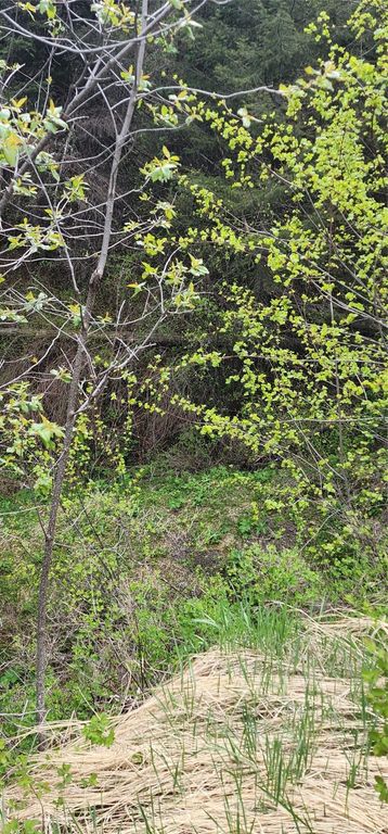 NHN Copper Ridge Road, Florence, MT 59833 photo 2