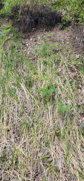 NHN Copper Ridge Road, Florence, MT 59833 photo 5