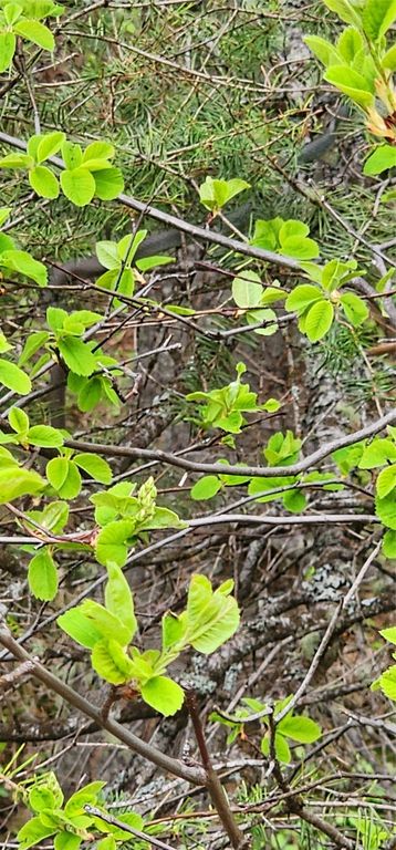 NHN Copper Ridge Road, Florence, MT 59833 photo 8