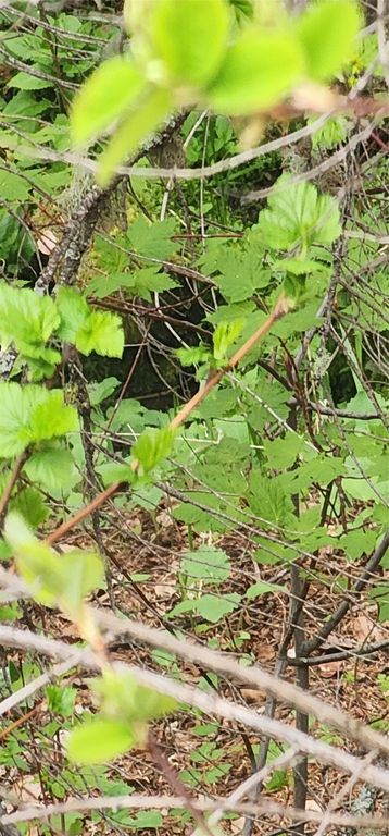 NHN Copper Ridge Road, Florence, MT 59833 photo 9