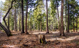 004 Ritts Mill Road, Shingletown, CA 96088