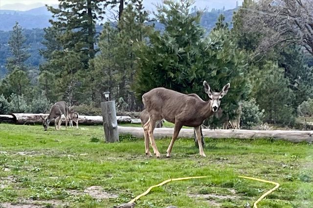 6132 Chowchilla Mountain Road, Mariposa, CA 95338