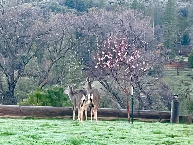 6132 Chowchilla Mountain Road, Mariposa, CA 95338