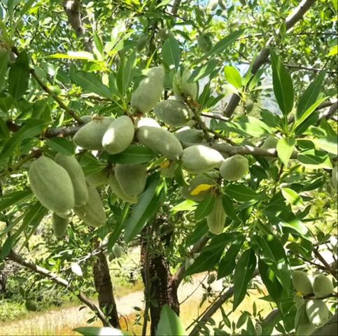 6132 Chowchilla Mountain Road, Mariposa, CA 95338